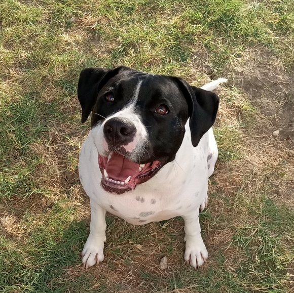 Meet your Posher, Elizabeth - Picture 3 of 4